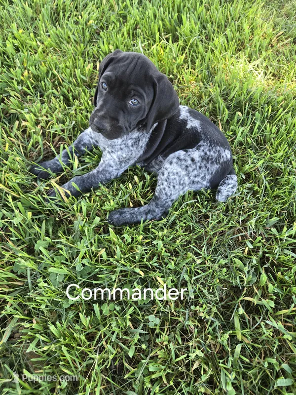 Commander  – German Shorthaired Pointer puppy for sale in Elma, IA