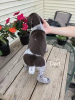 Dart, a male German Shorthaired Pointer for sale in Elma, IA – 3 of 4