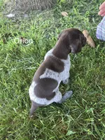 Orion , a male German Shorthaired Pointer for sale in Elma, IA – 3 of 4