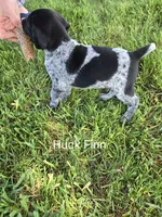 Huck Finn , a male German Shorthaired Pointer for sale in Elma, IA – 2 of 4