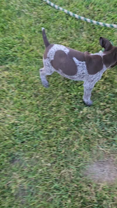 Orion , a male German Shorthaired Pointer for sale in Elma, IA – 7 of 9