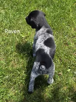 Raven, a female German Shorthaired Pointer for sale in Elma, IA – 4 of 4