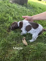 Maple, a female German Shorthaired Pointer for sale in Elma, IA – 2 of 4