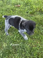 Raven, a female German Shorthaired Pointer for sale in Elma, IA – 3 of 4