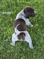 Birdie , a female German Shorthaired Pointer for sale in Elma, IA – 4 of 4