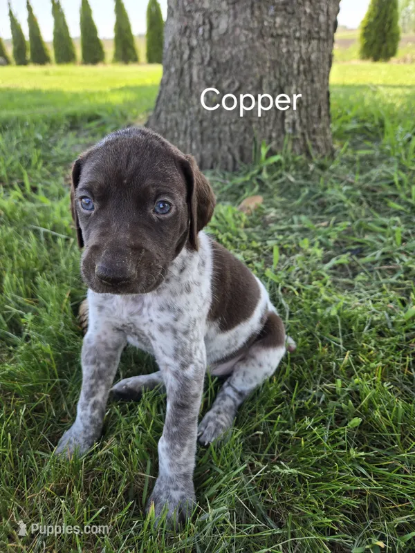 Copper  – German Shorthaired Pointer puppy for sale in Elma, IA