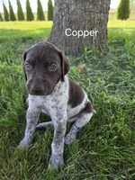 Copper , a male German Shorthaired Pointer for sale in Elma, IA – 1 of 4