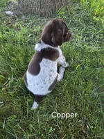 Copper , a male German Shorthaired Pointer for sale in Elma, IA – 2 of 4