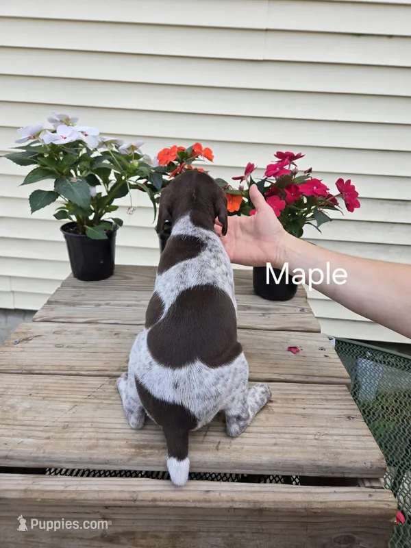 Maple – German Shorthaired Pointer puppy for sale in Elma, IA