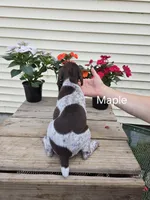 Maple, a female German Shorthaired Pointer for sale in Elma, IA – 1 of 5