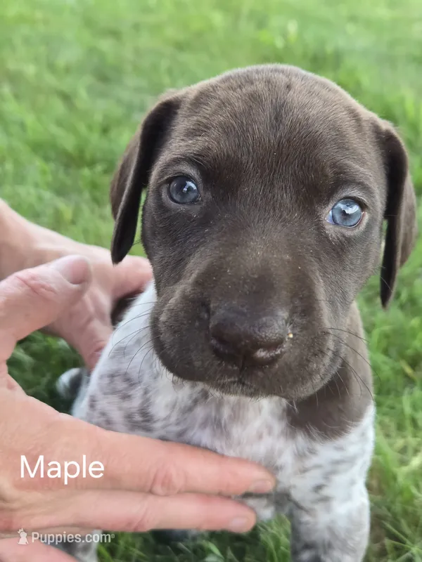 Maple – German Shorthaired Pointer puppy for sale in Elma, IA