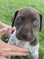 Maple, a female German Shorthaired Pointer for sale in Elma, IA – 1 of 4