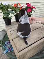 Birdie , a female German Shorthaired Pointer for sale in Elma, IA – 2 of 5