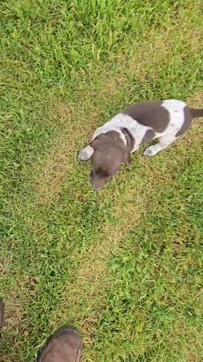 Maple, a female German Shorthaired Pointer for sale in Elma, IA – 5 of 5
