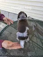 Pheasant King , a male German Shorthaired Pointer for sale in Elma, IA – 4 of 4