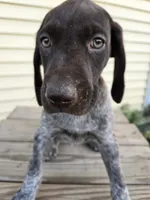 Orion , a male German Shorthaired Pointer for sale in Elma, IA – 3 of 9