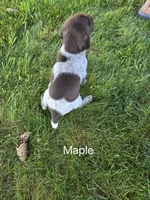 Maple, a female German Shorthaired Pointer for sale in Elma, IA – 4 of 4