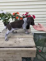Dart, a male German Shorthaired Pointer for sale in Elma, IA – 4 of 4