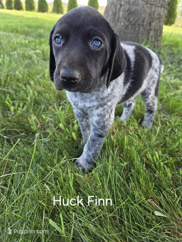 Huck Finn  – German Shorthaired Pointer puppy for sale in Elma, IA