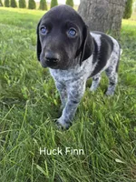 Huck Finn , a male German Shorthaired Pointer for sale in Elma, IA – 1 of 4