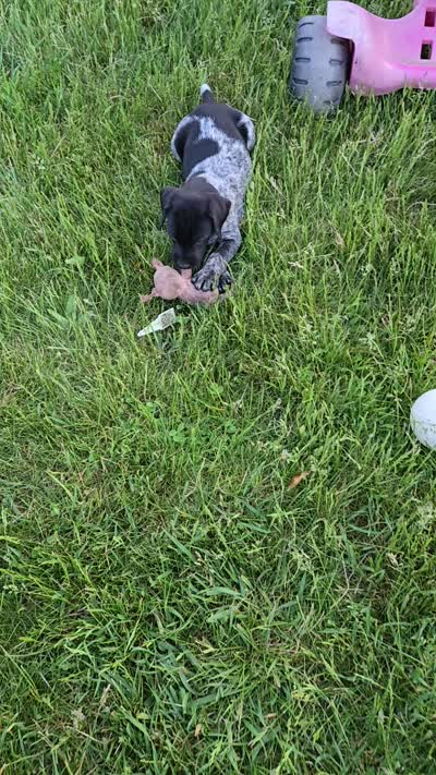 Raven, a female German Shorthaired Pointer for sale in Elma, IA – 5 of 6