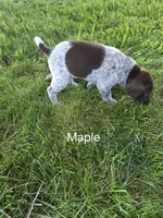 Maple, a female German Shorthaired Pointer for sale in Elma, IA – 3 of 4