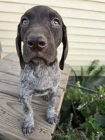 Orion , a male German Shorthaired Pointer for sale in Elma, IA – 4 of 9