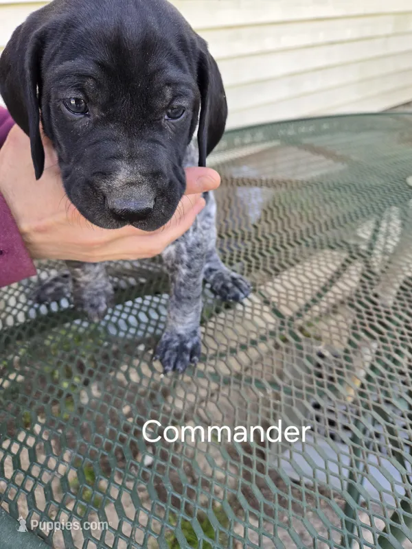 Commander  – German Shorthaired Pointer puppy for sale in Elma, IA