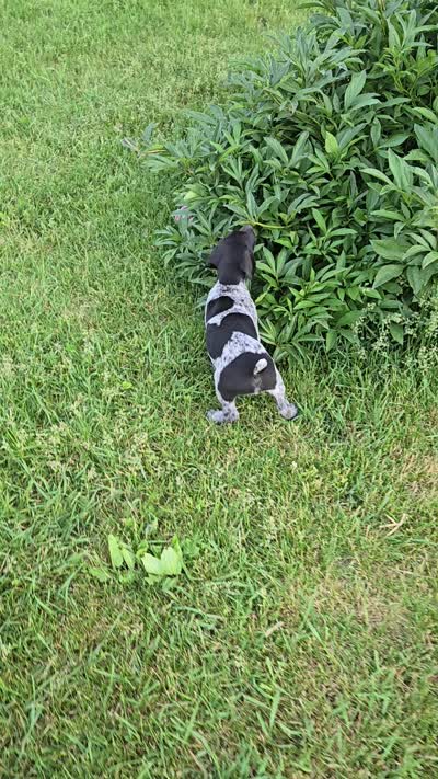 Huck Finn , a male German Shorthaired Pointer for sale in Elma, IA – 6 of 7