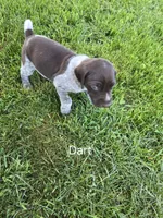 Dart, a male German Shorthaired Pointer for sale in Elma, IA – 3 of 3