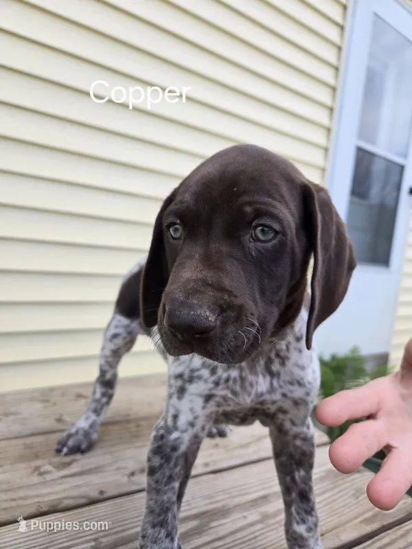 Copper  – German Shorthaired Pointer puppy for sale in Elma, IA