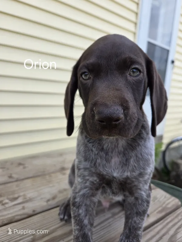 Orion  – German Shorthaired Pointer puppy for sale in Elma, IA