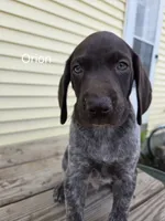 Orion , a male German Shorthaired Pointer for sale in Elma, IA – 2 of 9