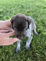 Orion , a male German Shorthaired Pointer for sale in Elma, IA – 2 of 4