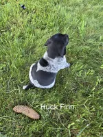 Huck Finn , a male German Shorthaired Pointer for sale in Elma, IA – 3 of 4