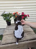 Copper , a male German Shorthaired Pointer for sale in Elma, IA – 3 of 6