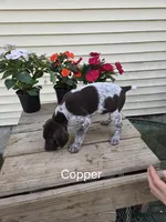 Copper , a male German Shorthaired Pointer for sale in Elma, IA – 4 of 6
