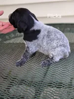 Flicka , a female German Shorthaired Pointer for sale in Elma, IA – Photo 3 of 3