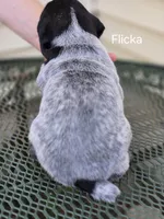 Flicka , a female German Shorthaired Pointer for sale in Elma, IA – Photo 2 of 3