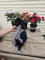 Raven, a female German Shorthaired Pointer for sale in Elma, IA – 4 of 6