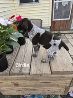 Birdie , a female German Shorthaired Pointer for sale in Elma, IA – 4 of 5