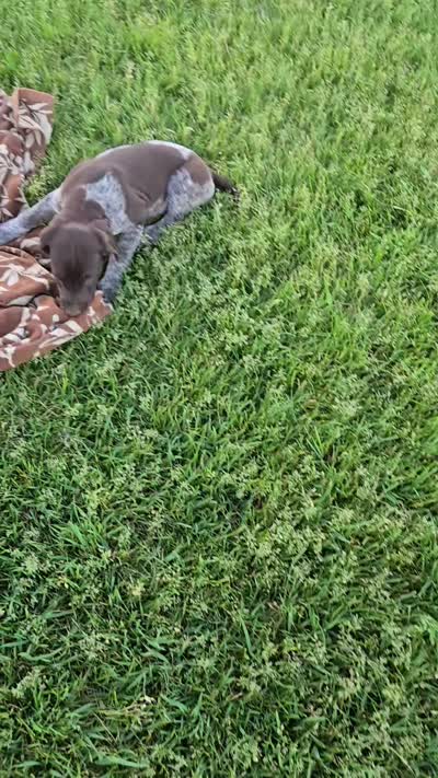 Orion , a male German Shorthaired Pointer for sale in Elma, IA – 8 of 9