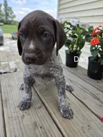 Dart, a male German Shorthaired Pointer for sale in Elma, IA – 2 of 4