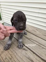 Juniper , a female German Shorthaired Pointer for sale in Elma, IA – 2 of 4
