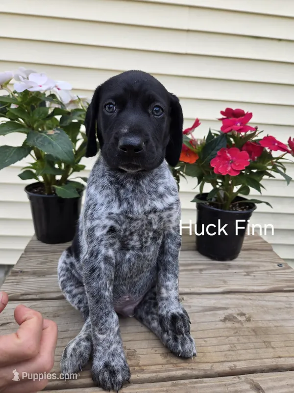 Huck Finn  – German Shorthaired Pointer puppy for sale in Elma, IA