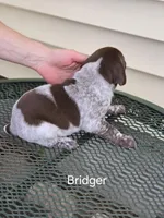 Bridger , a male German Shorthaired Pointer for sale in Elma, IA – Photo 4 of 4