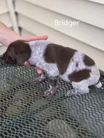 Bridger , a male German Shorthaired Pointer for sale in Elma, IA – Photo 3 of 4