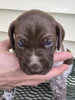 Bridger , a male German Shorthaired Pointer for sale in Elma, IA – Photo 1 of 4