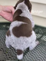 Bridger , a male German Shorthaired Pointer for sale in Elma, IA – Photo 2 of 4