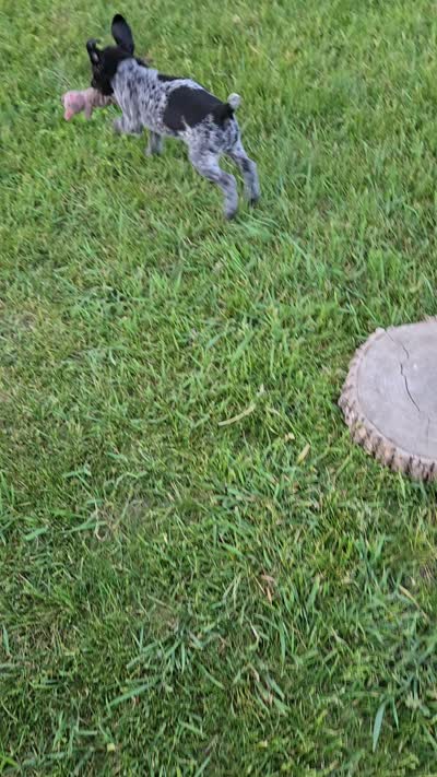 Raven, a female German Shorthaired Pointer for sale in Elma, IA – 6 of 6